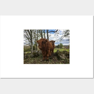 Scottish Highland Cattle Calf 2007 Posters and Art